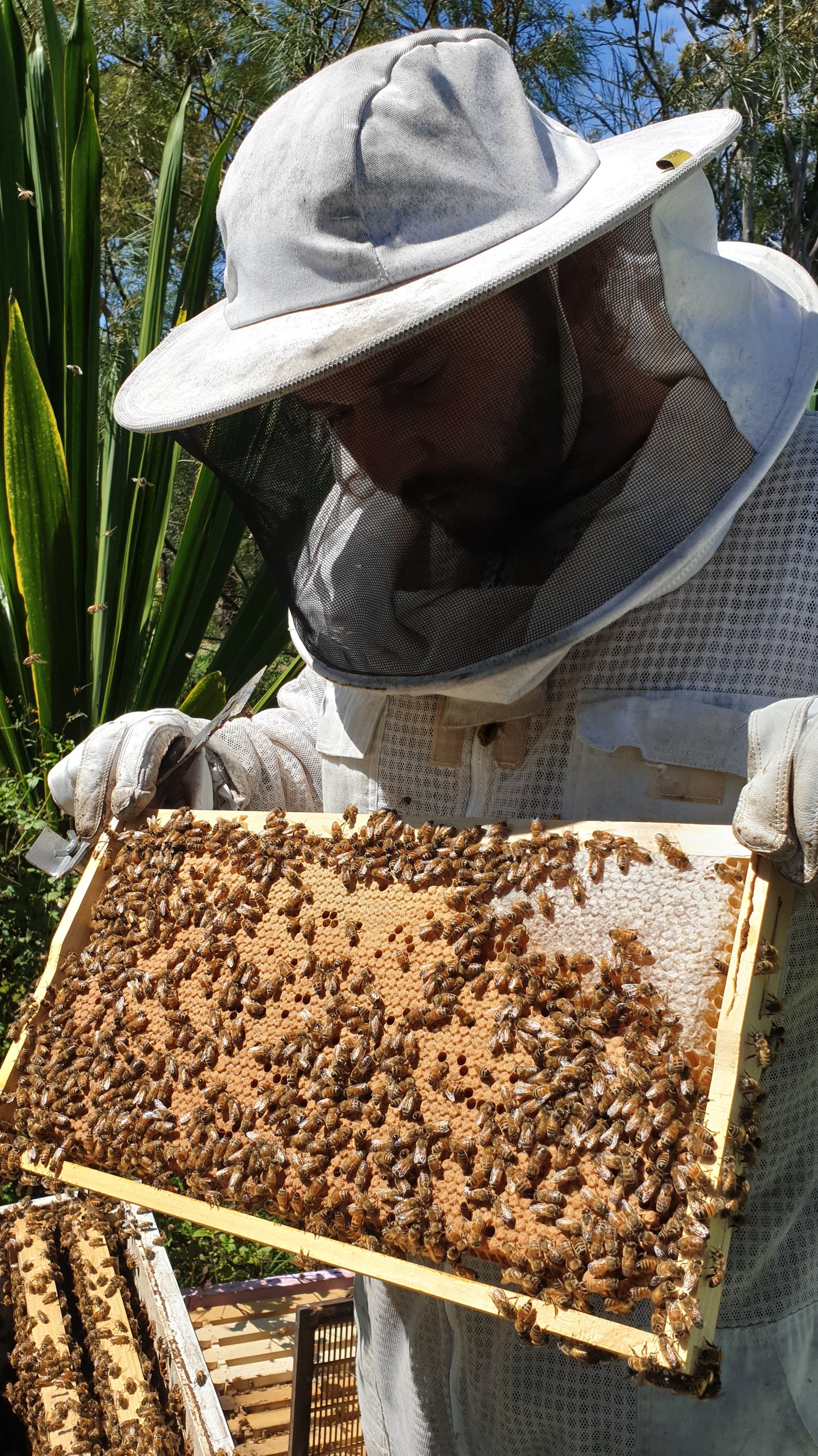 Bee keeper holding a frame of brood