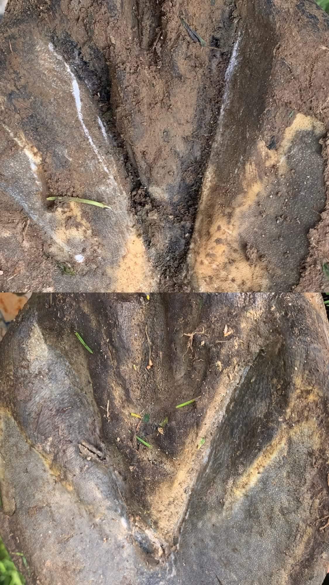 Hoof Beehave- Zinc Hoof Paste