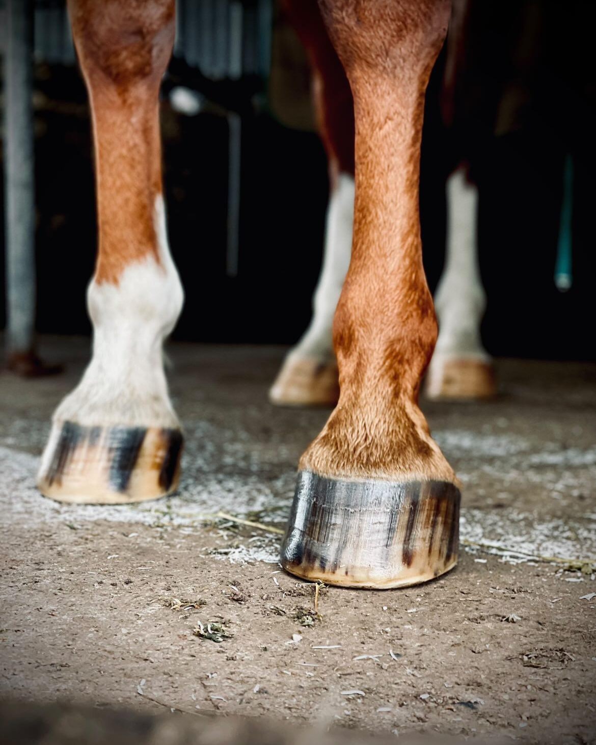 Hoof Hydrator - Equine Hoof Balm