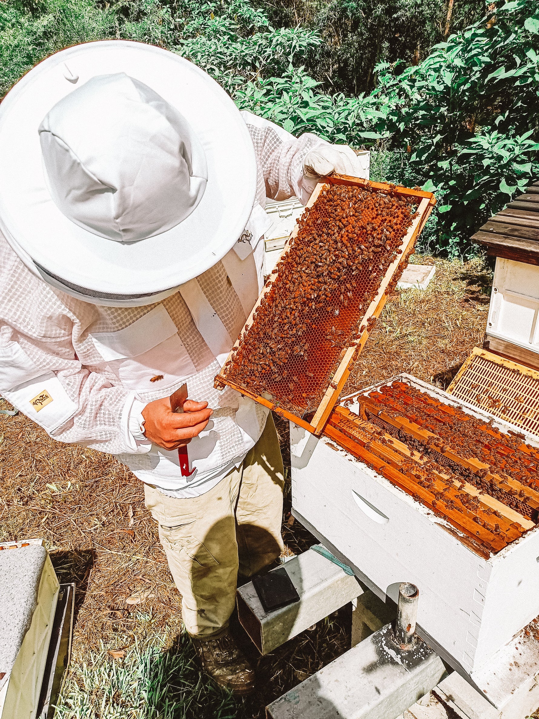 Beekeeper Cal's Top Tips for beekeeping
