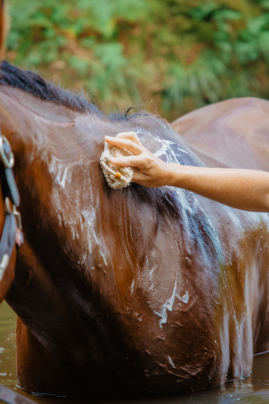 Easy Equine Swaps This Plastic Free July