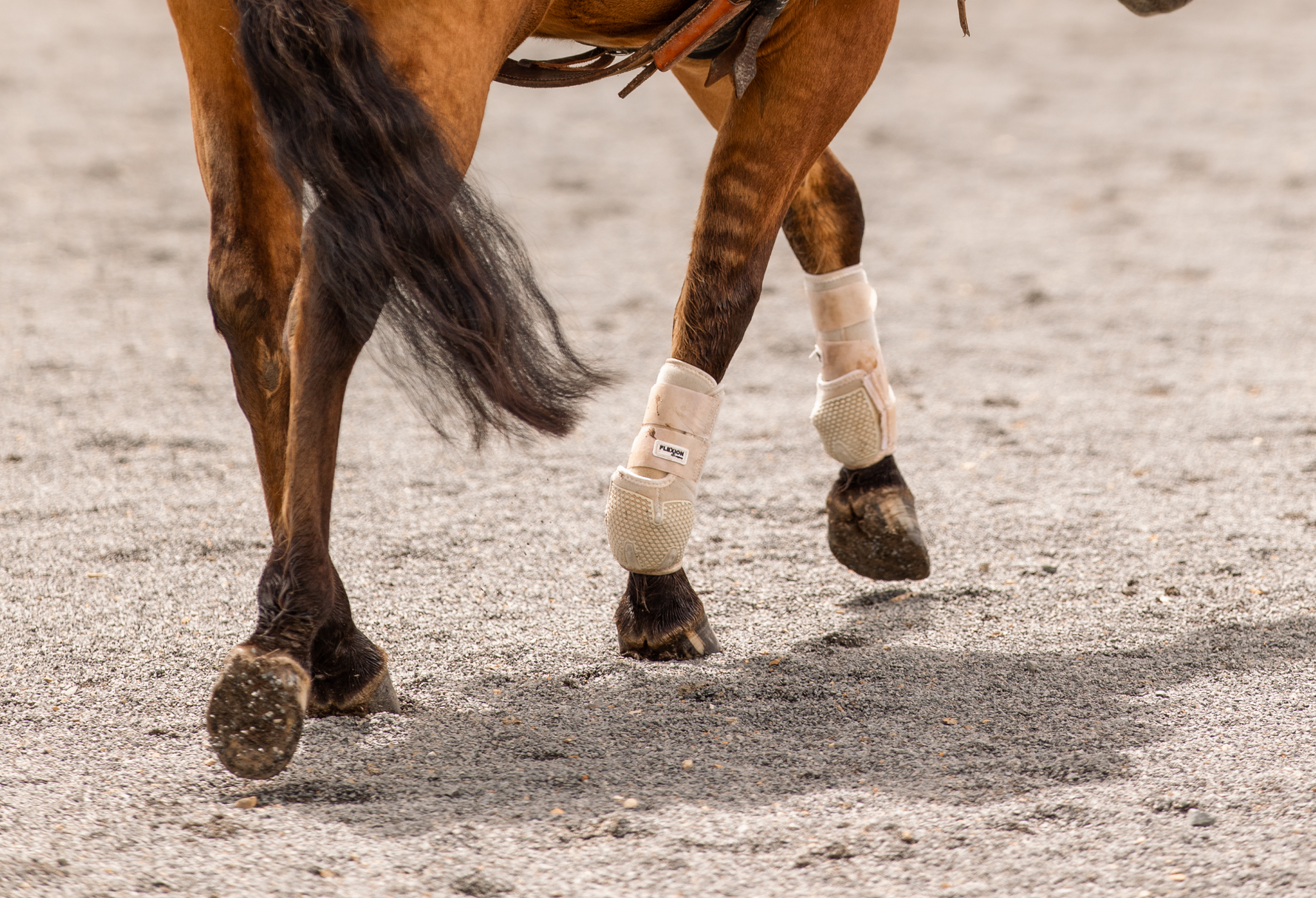 Horse Hooves with Dr Karla