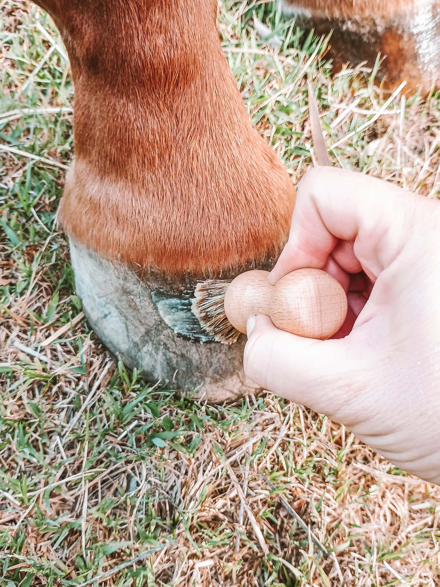 Compact Hoof Brush