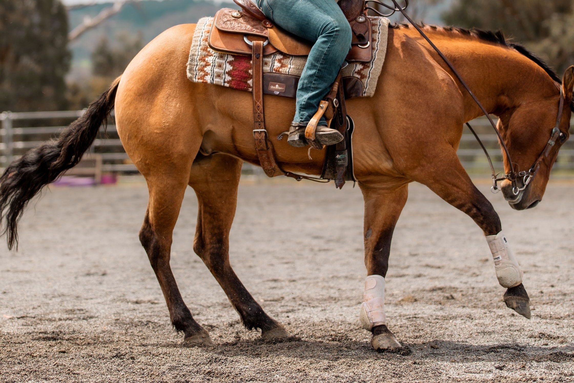 Person riding a brown horse in an outdoor setting with trees and clear sky.