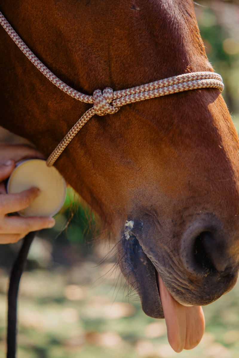 Buzz Butter - Bit Butter