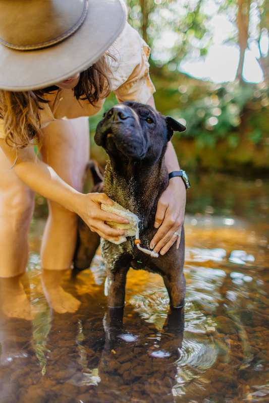 Equine and Pet Shampoo Bar