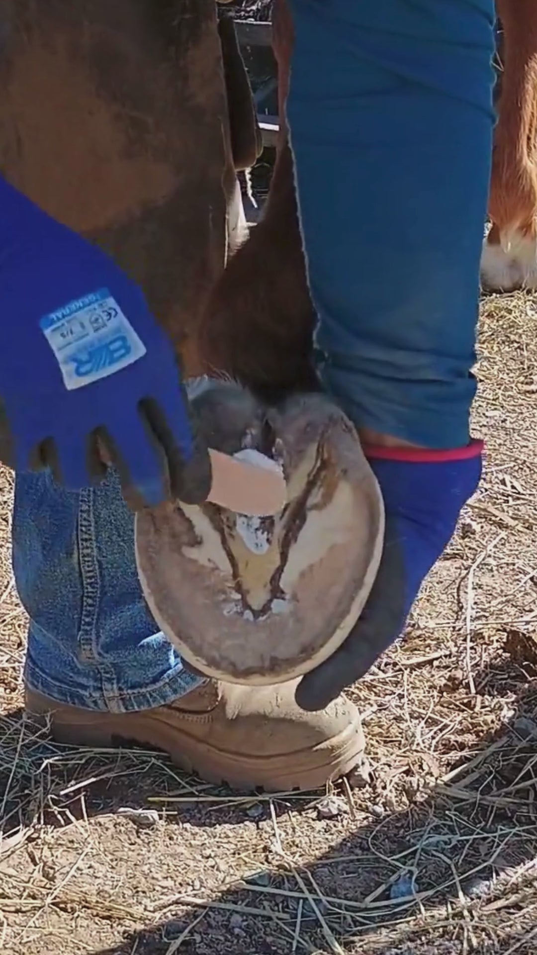 Hoof Beehave- Zinc Hoof Paste